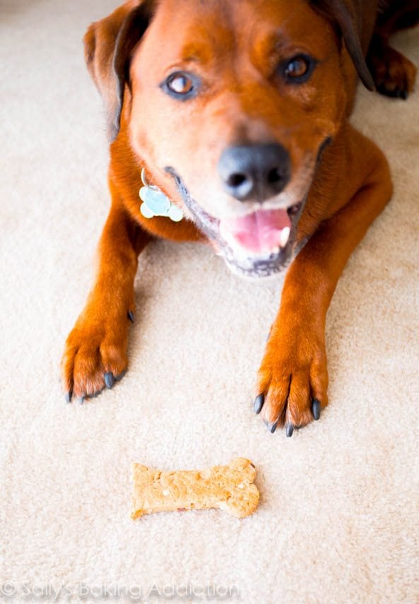 jude dog with a peanut butter bacon dog treat