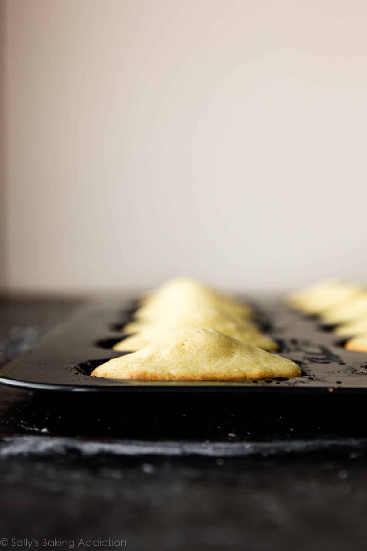 madeleines in madeleine pan after baking