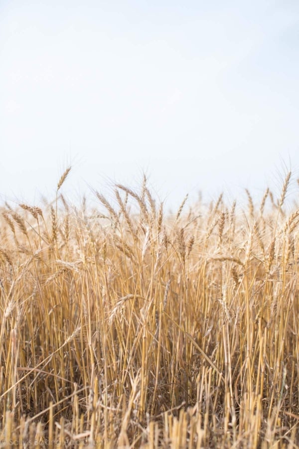 wheat fields