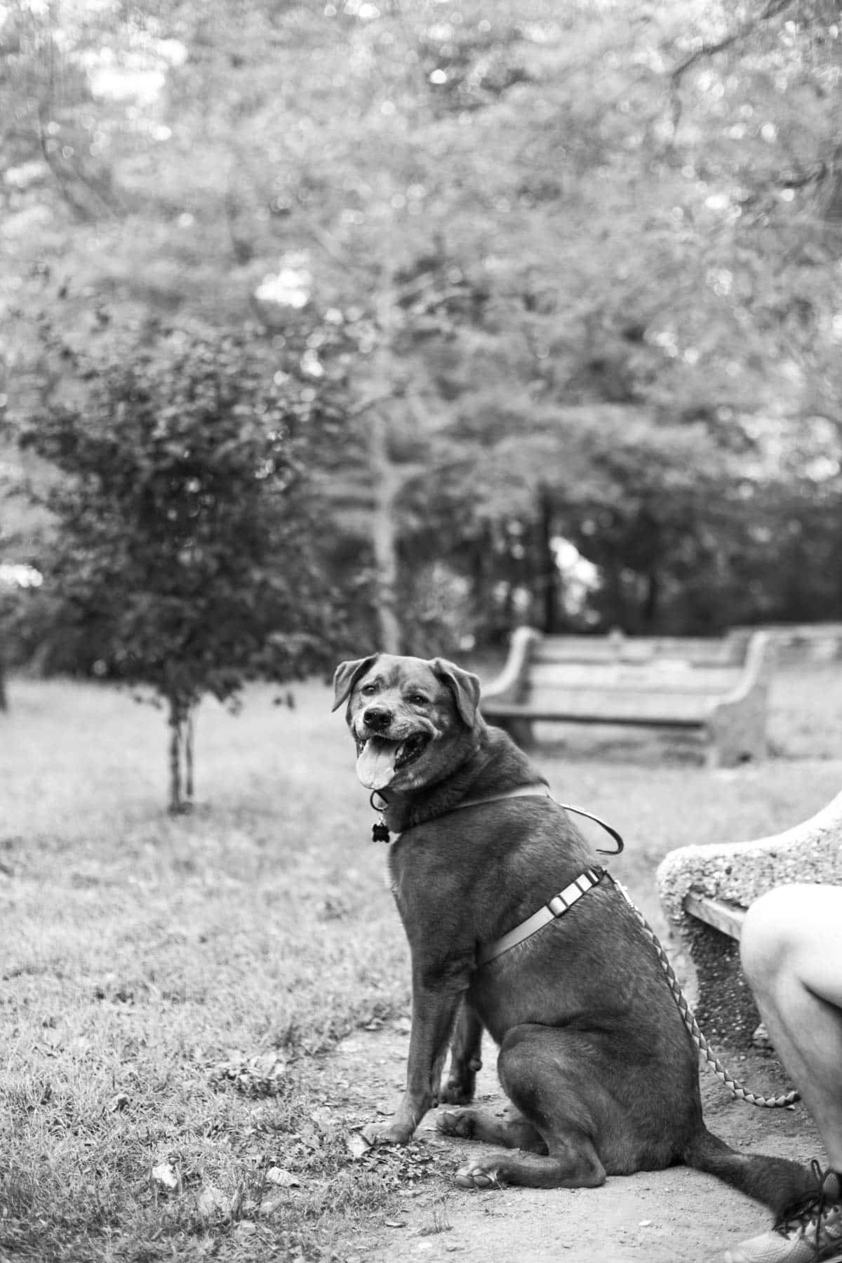 black and white photo of jude