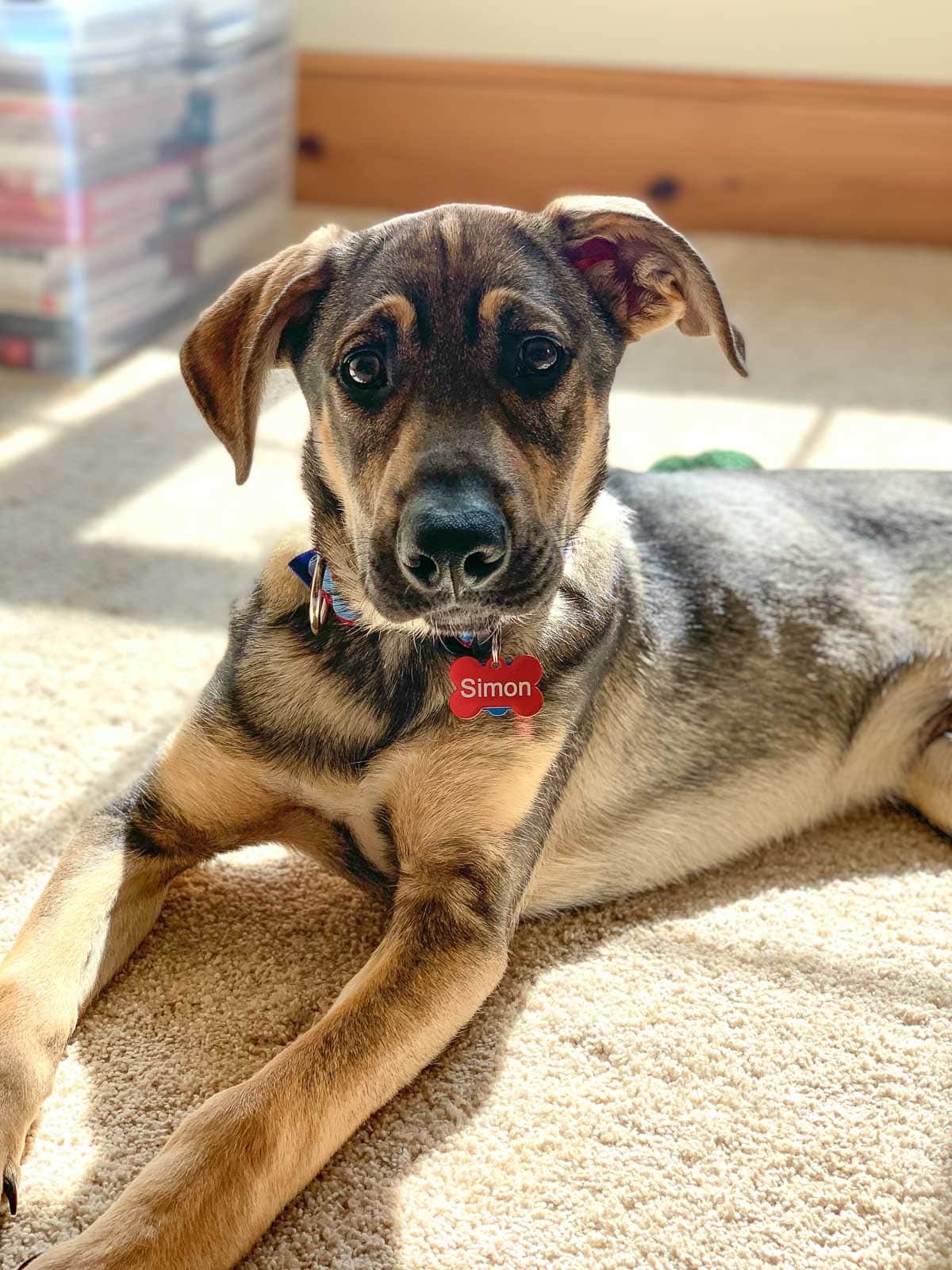 german shepherd dog mix