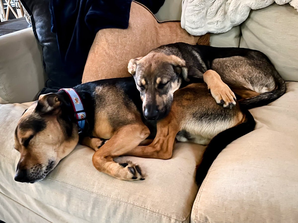dogs laying on couch